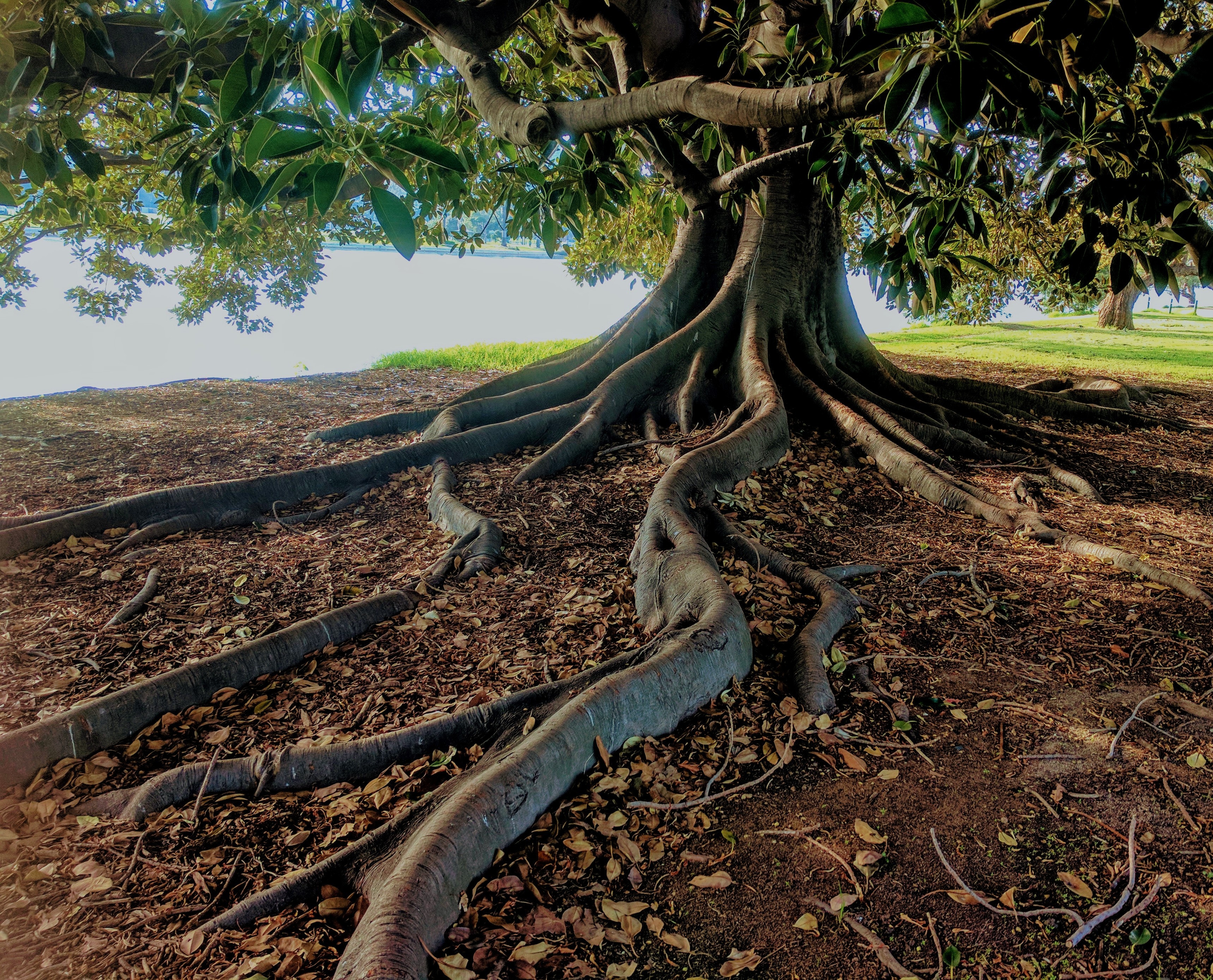 Hero Image: Tree with roots, Foto von Daniel Watson von Pexels
